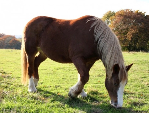 Why Do Horses Rest a Back Leg?