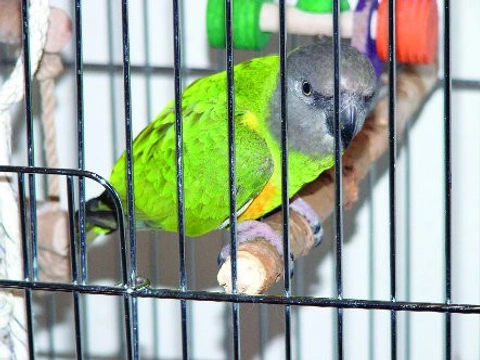 Karanténa papoušků