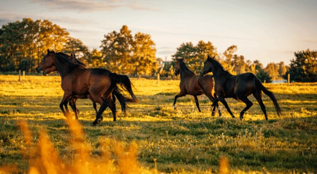 Utbilda dig till Equiopat