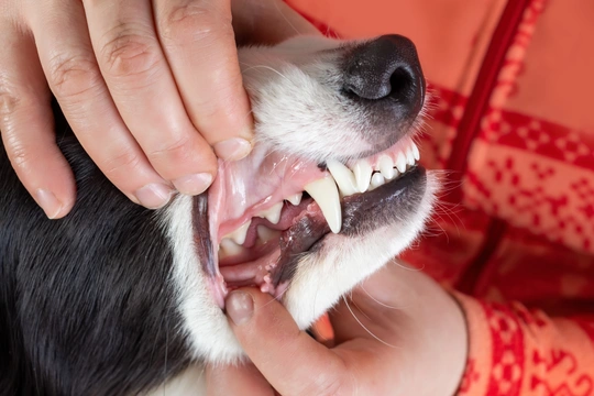 Zanedbané zuby u psa dokážou způsobit pořádnou paseku. Jak se o ně tedy starat?