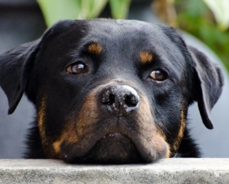 Rottweiler, storia di un cane dalle origini antiche