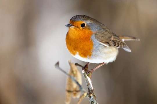 Feeding wild birds during the winter