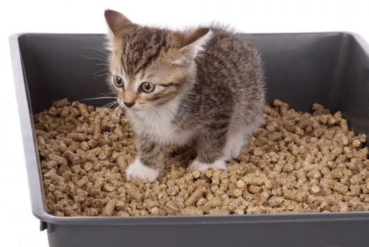 Litter Training Your Kitten