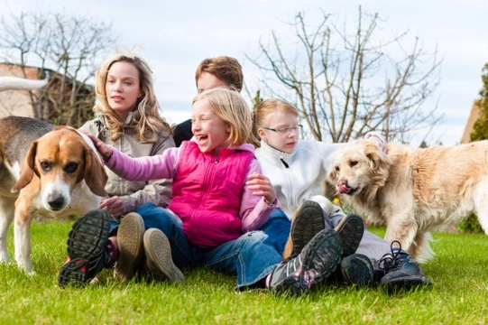 Dogs and families - Some safety tips to remember