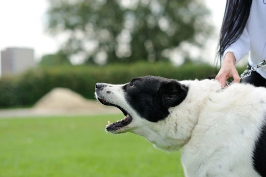 Is your dog aggressive when on the lead?