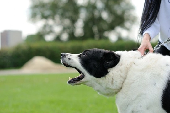 Dog aggressive on outlet lead