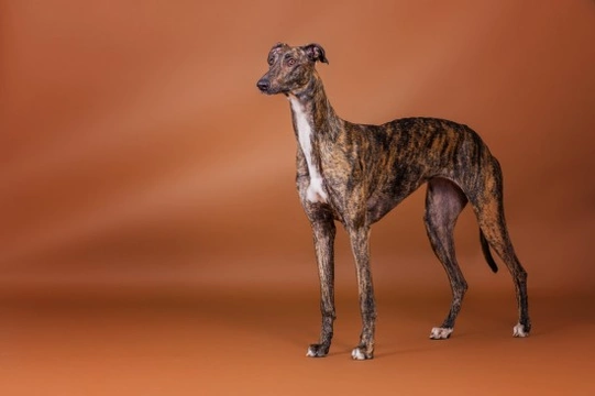 Is a greyhound the right pet for you?