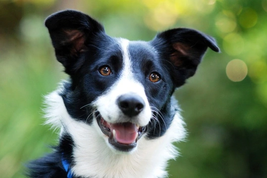 Why is the Border collie such a popular dog breed?