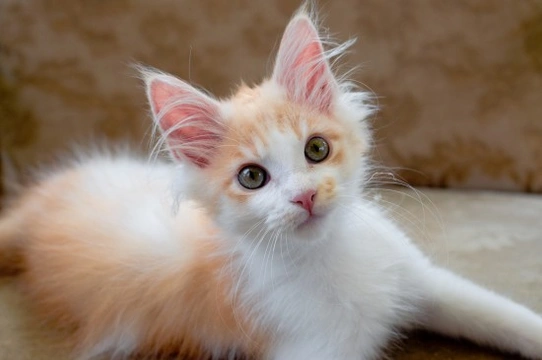 Best kittens for hot sale kids