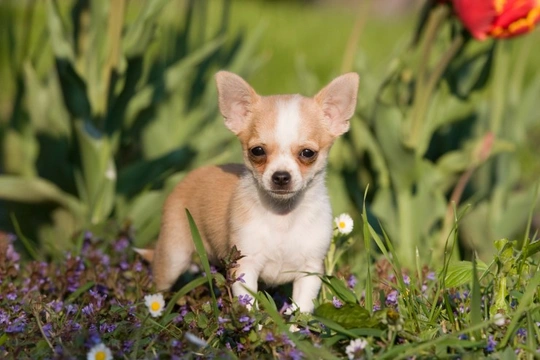 when do chihuahua ears stand up?