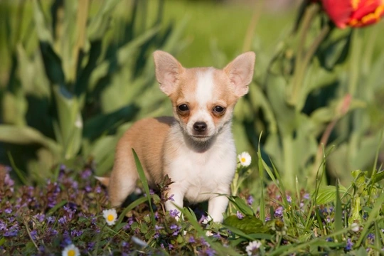 Ears Up