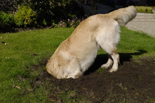 Dogs and digging