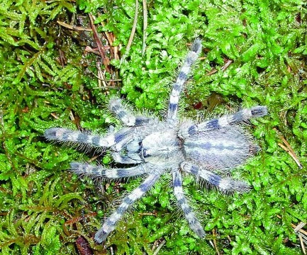 Poecilotheria formosa Pocock, 1899