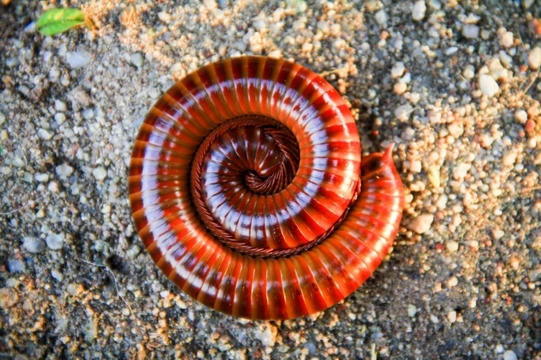 An Introduction to Giant Millipedes