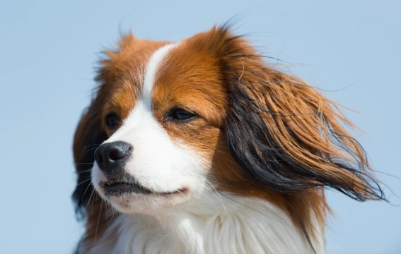 Polymyositis kooikerhondje cheap