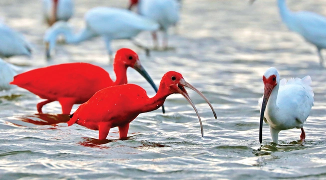 Růžoví ibisové v Camarones