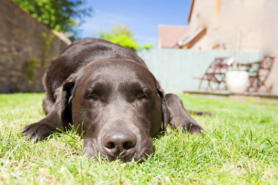 Recognising heatstroke in dogs early on
