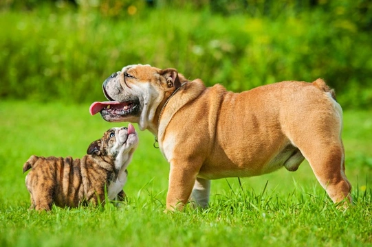 Buying a cheap british bulldog