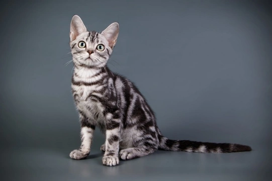 Ten things you need to know about the Bengal cat before you buy one