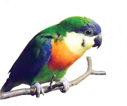 „Papoušek fíkový“ oranžovoprsý, Cyclopsitta gulielmitertii – první odchov v České republice