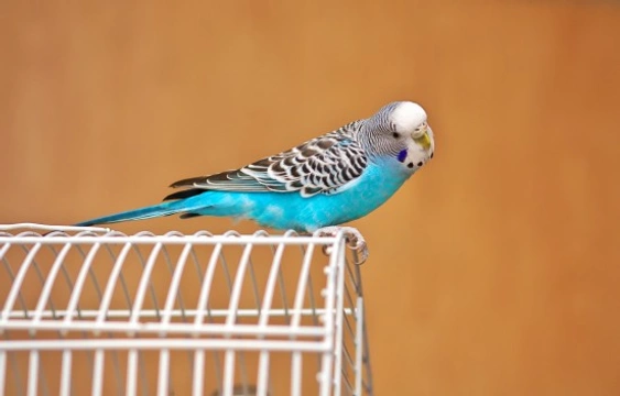 Behavioural Problems in Birds