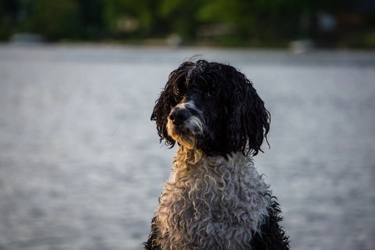 Cocker spaniel best sale webbed feet