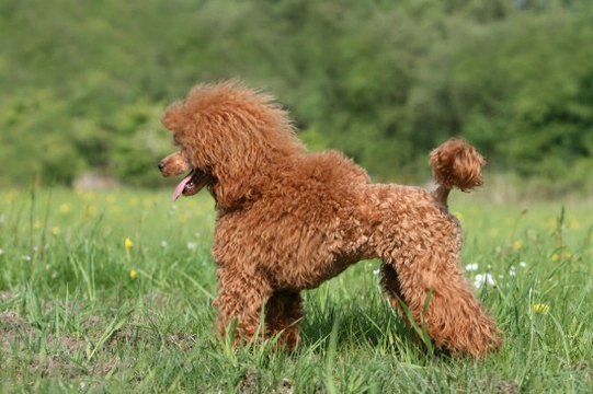 Standard poodle health store testing