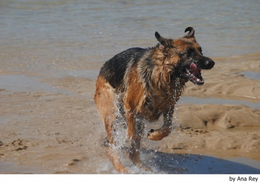 Seis cosas que debes hacer cuando llevas a tu perro a la playa