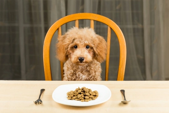 GMO ingredients in dog food - Some common myths