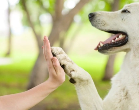 The language of paws - How dogs use their paws to communicate