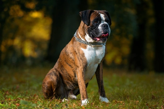 Tackling behavioural problems in the boxer dog