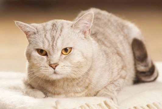 Cat Dandruff - Causes and Treatment