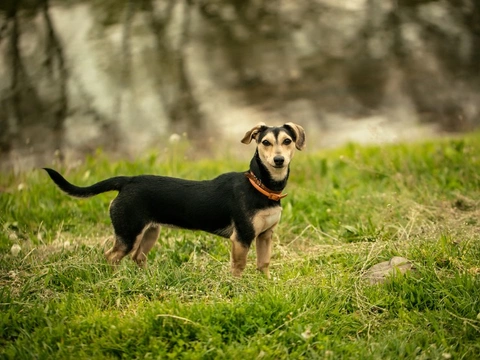 Owners urged to take care after dogs die drinking from Brooklands Lake in Dartford