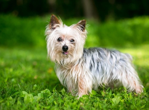 Patella Luxation in Yorkshire Terriers