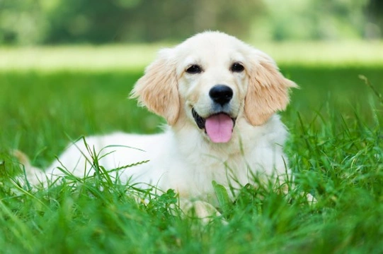 Top Pet Safety Tips For the Summer Months