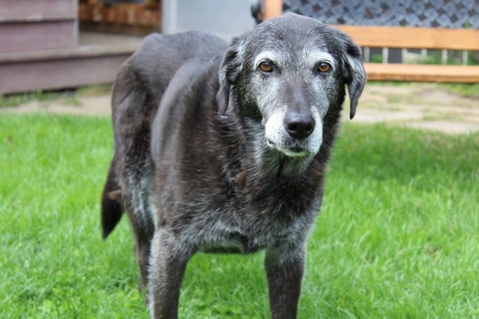 Why is my dog’s fur turning white?