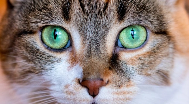 Can cats see in colour?