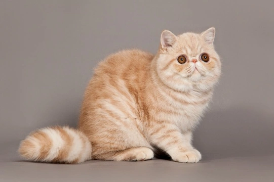 Exotic 2024 british shorthair