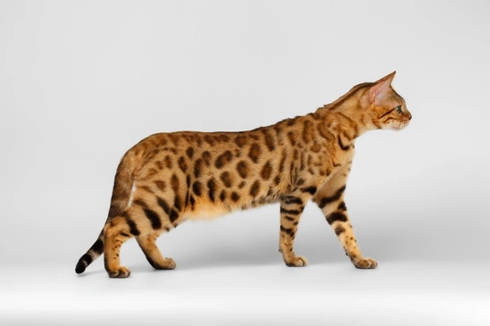 Is the Bengal cat breed becoming less popular in the UK?
