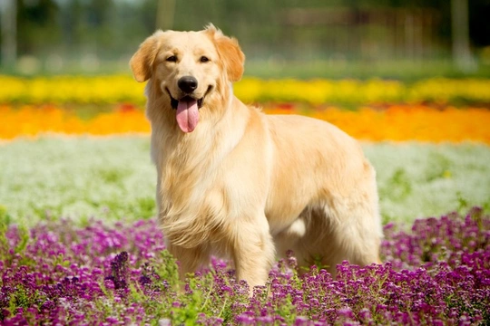 Is the Golden retriever becoming more popular?