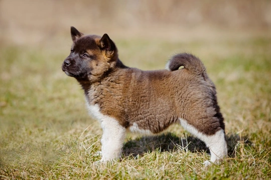 How to teach an Akita puppy to come when you call their name