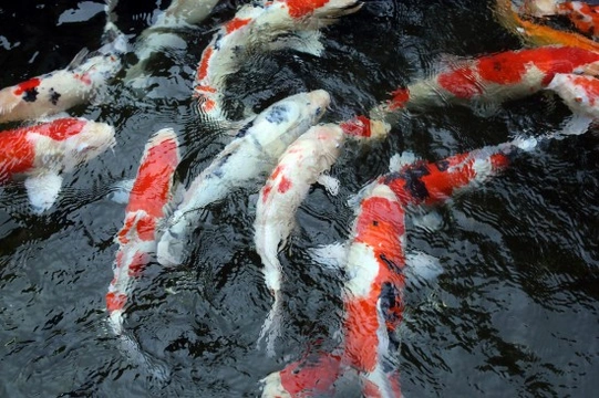 Large koi best sale fish price