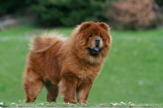 Half chow chow half best sale german shepherd