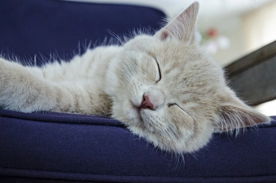 How come cats spend so much time asleep?