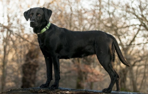 Limber tail more common in dogs in the North, study reveals