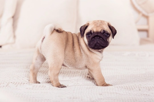 Where can you buy a 2024 pug puppy