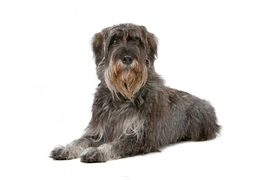 Stripping hotsell schnauzer coat