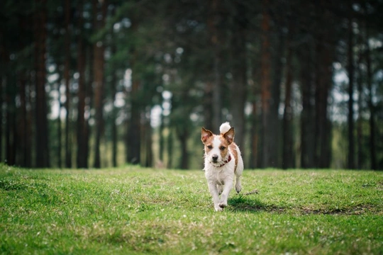 Five top tips for controlling your dog off the lead
