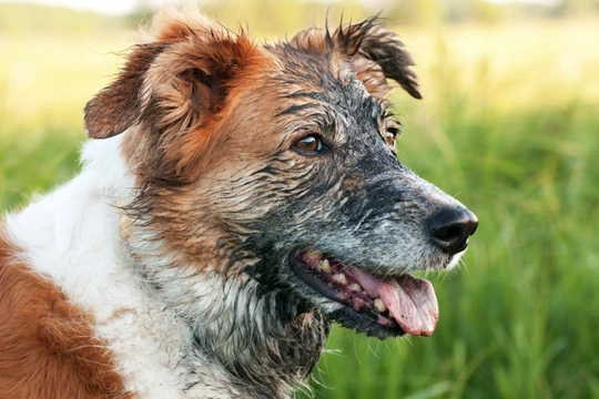 Can you stop your dog from getting filthy when out on walks?