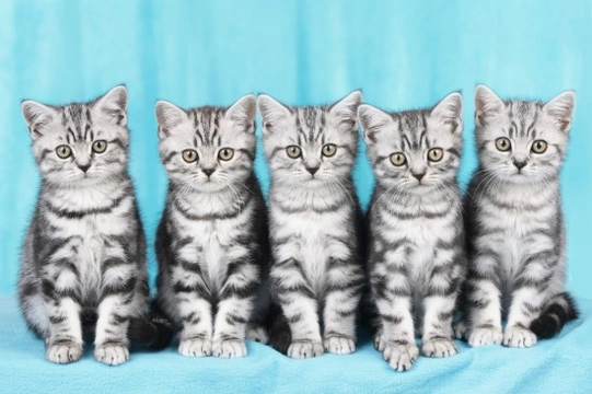 Health & Personality - What to Look for in a Kitten
